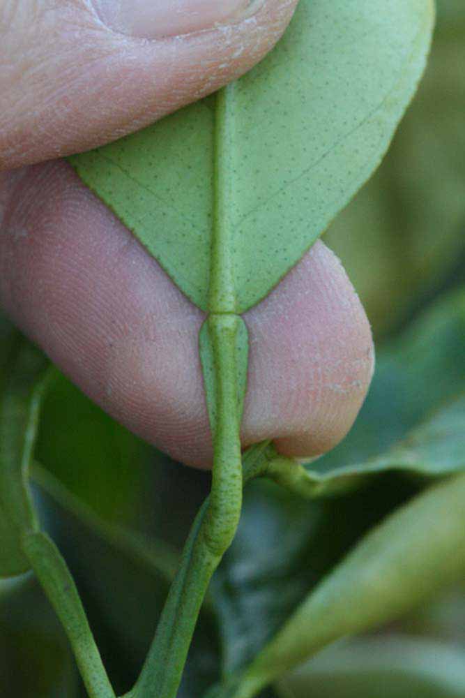              Petiole (Riverside, CA)       